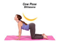 cow-300x229