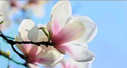 Mindfulness Activity #95