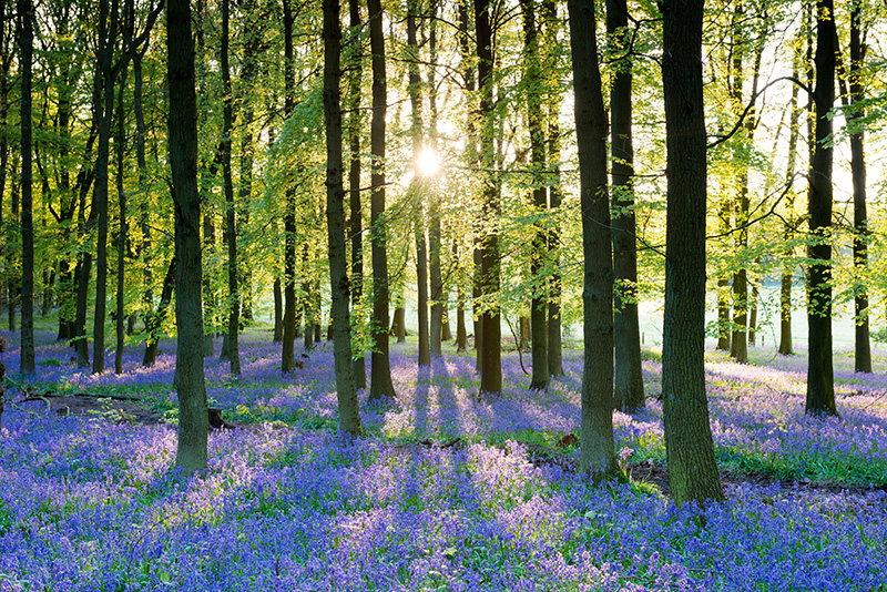 Mindfulness Activity #100