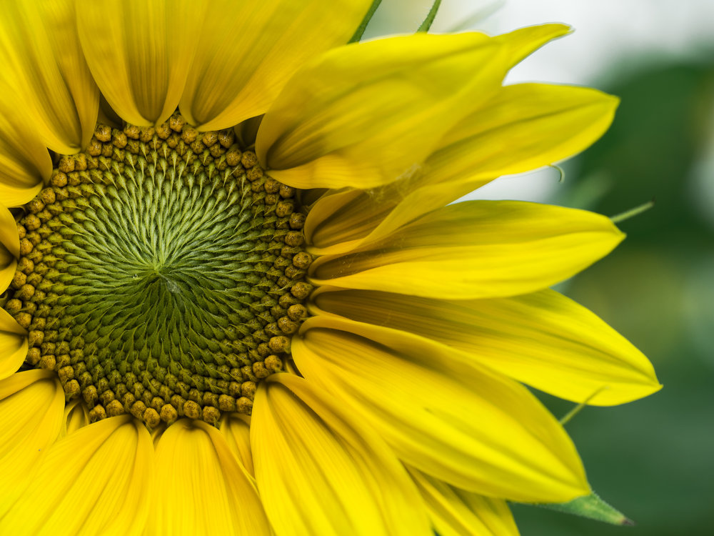 Mindfulness Activity #39
