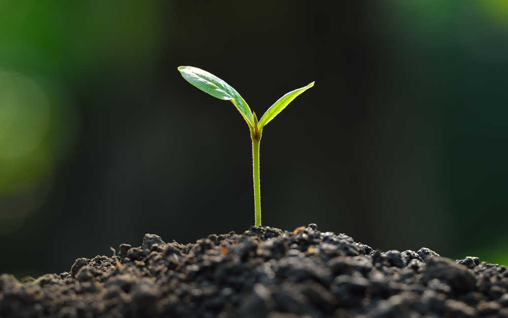 Eco-Therapy – The Healing Potential of Nature in Counseling with Megan Delaney